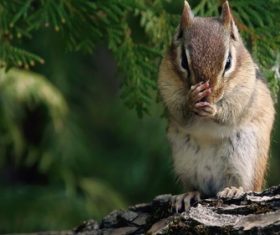 Stock Photo Cute siberian chipmunk 04