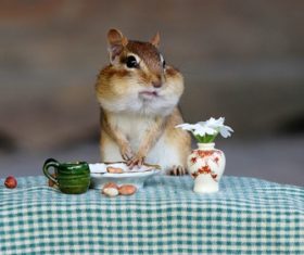 Stock Photo Cute siberian chipmunk 05