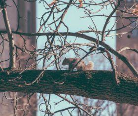 Stock Photo Cute squirrel 01