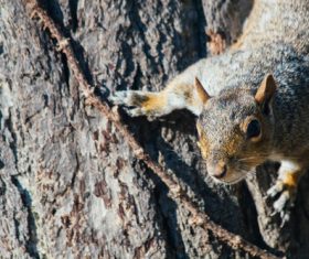 Stock Photo Cute squirrel 02