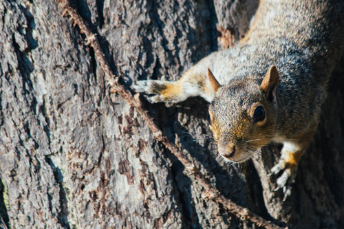 Stock Photo Cute squirrel 02