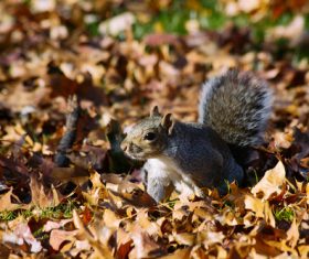 Stock Photo Cute squirrel 03