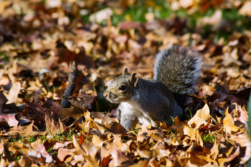 Stock Photo Cute squirrel 03