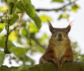 Stock Photo Cute squirrel 04