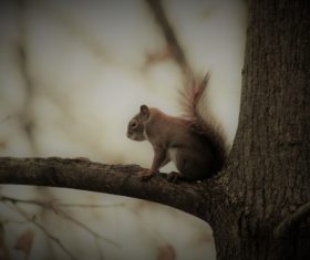 Stock Photo Cute squirrel 05