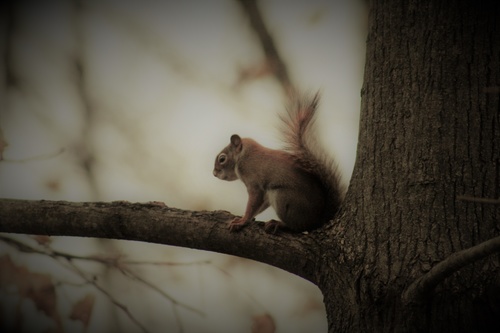 Stock Photo Cute squirrel 05