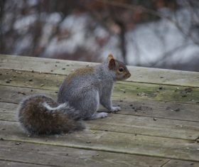 Stock Photo Cute squirrel 06