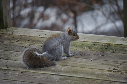 Stock Photo Cute squirrel 06