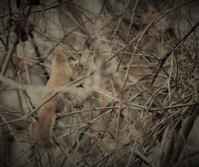 Stock Photo Cute squirrel 07