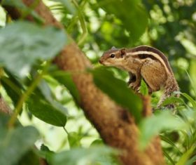 Stock Photo Cute squirrel 08