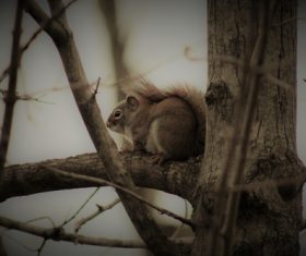 Stock Photo Cute squirrel 09