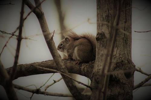 Stock Photo Cute squirrel 09