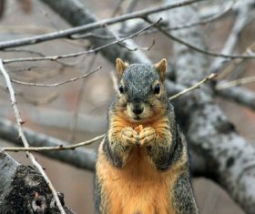 Stock Photo Cute squirrel 10