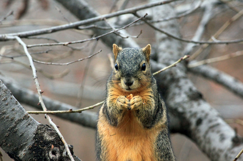 Stock Photo Cute squirrel 10