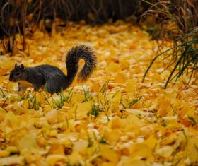 Stock Photo Cute squirrel 11