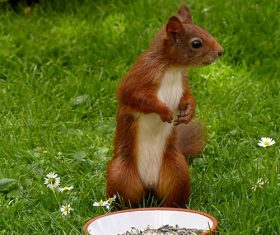 Stock Photo Cute squirrel 12