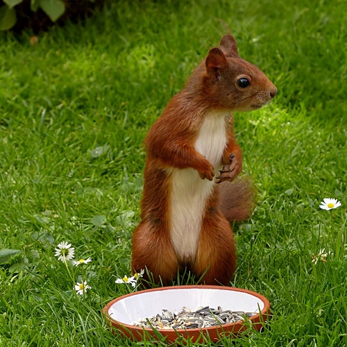 Stock Photo Cute squirrel 12