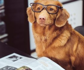 Stock Photo Dog reading magazine