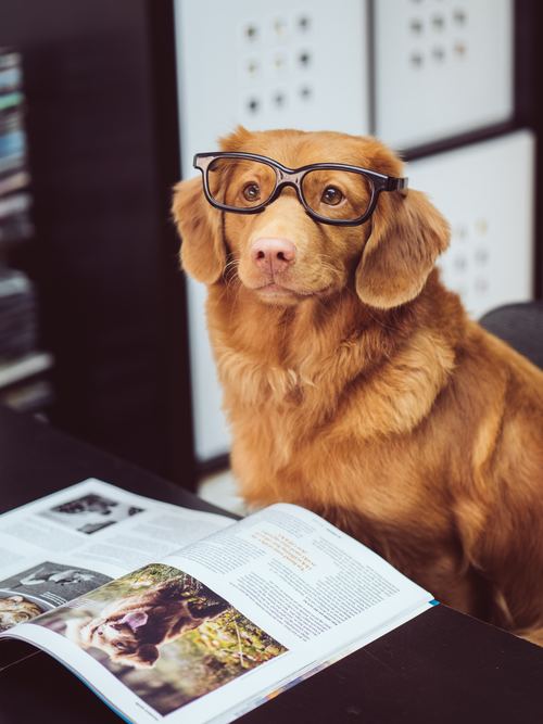 Stock Photo Dog reading magazine