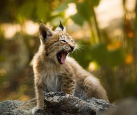 Stock Photo Fierce kitten