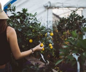 Stock Photo Girl picking oranges