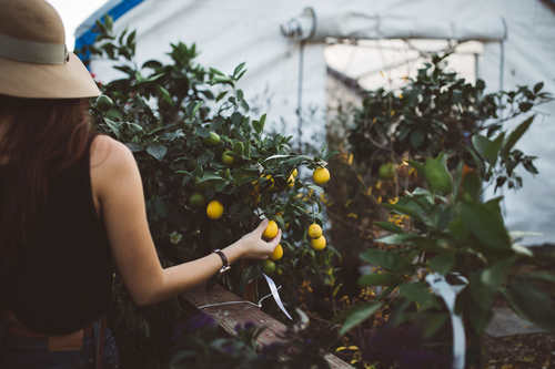 Stock Photo Girl picking oranges