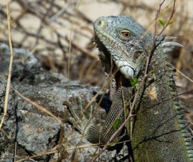 Stock Photo Green iguana 01