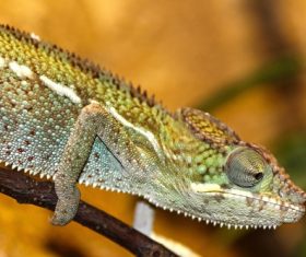 Stock Photo Green iguana 02