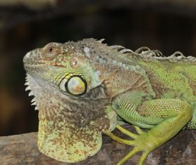 Stock Photo Green iguana 03