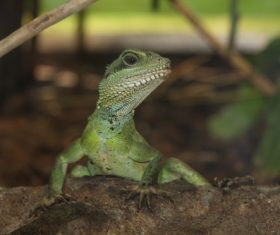 Stock Photo Green iguana 04