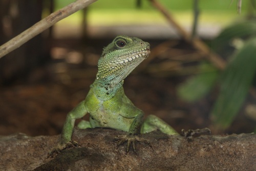 Stock Photo Green iguana 04