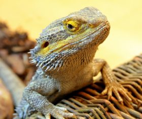 Stock Photo Green iguana 05