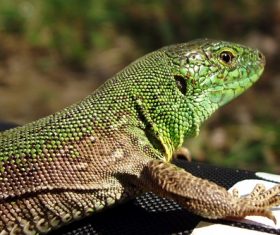 Stock Photo Green iguana 06