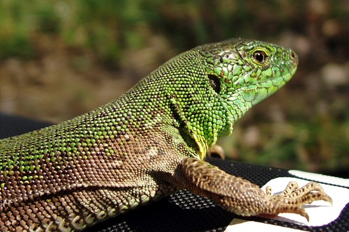 Stock Photo Green iguana 06