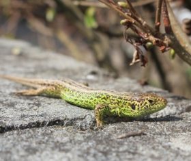 Stock Photo Green iguana 07
