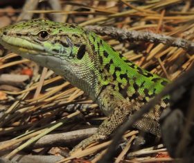Stock Photo Green iguana 08