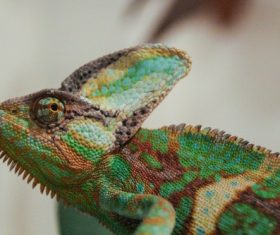 Stock Photo Green iguana 09