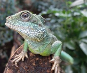Stock Photo Green iguana 10