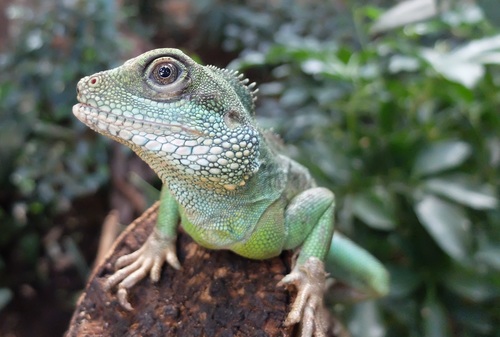 Stock Photo Green iguana 10