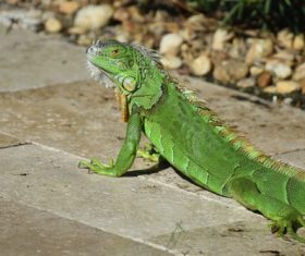 Stock Photo Green iguana 11