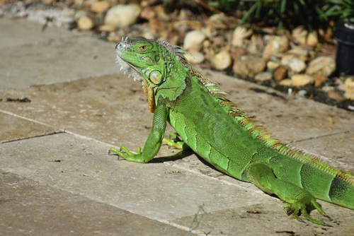 Stock Photo Green iguana 11