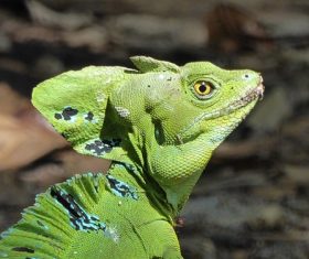 Stock Photo Green iguana 12