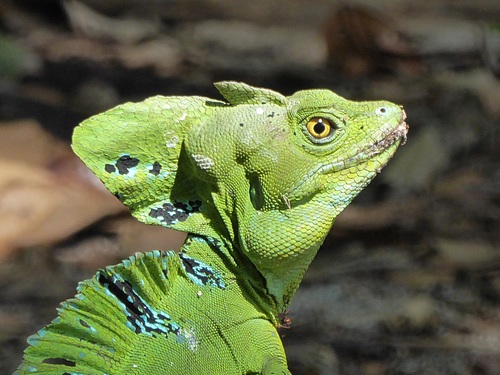 Stock Photo Green iguana 12