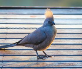 Stock Photo Grey Plantain-eater