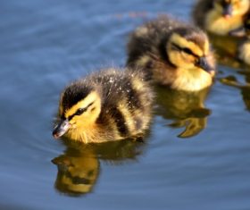 Stock Photo Hairy little ducklings swimming