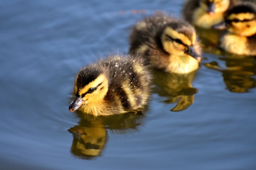 Stock Photo Hairy little ducklings swimming