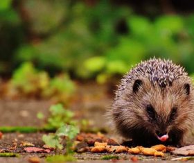 Stock Photo Hedgehog
