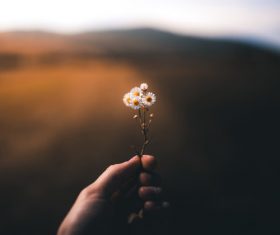 Stock Photo Holding small daisies