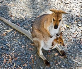 Stock Photo Kangaroo mother and kangaroo baby