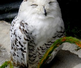 Stock Photo Snowy Owl 01